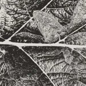 Grabado y Procesos Creativos (2025 / 2026)